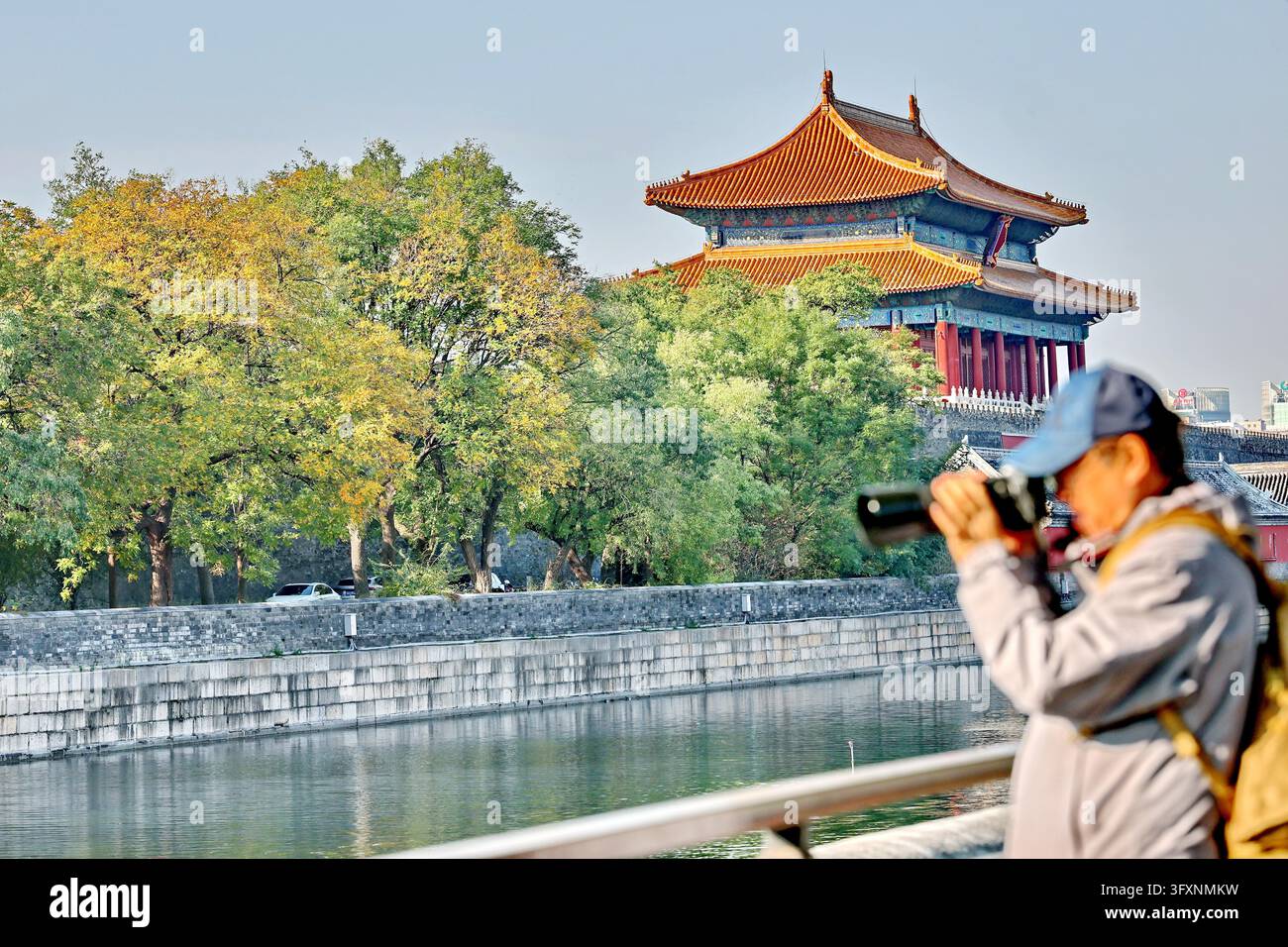 Forbidden Stop Golden ginkgo leaves frame ancient architecture along the moat of the ...