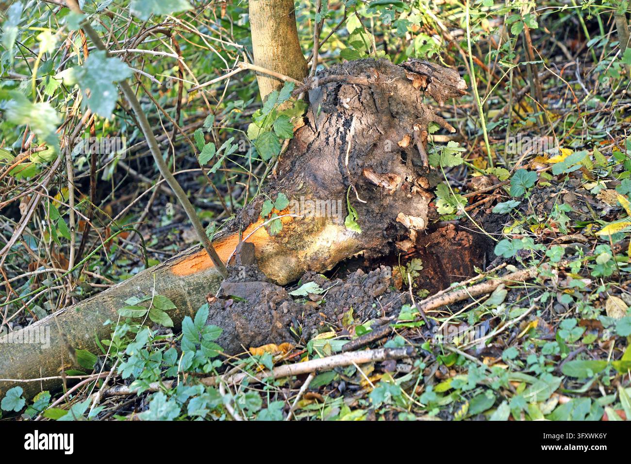 Bäume nach Sturmschäden Stammholz und Wurzeln einer gewöhnlichen Esche ...
