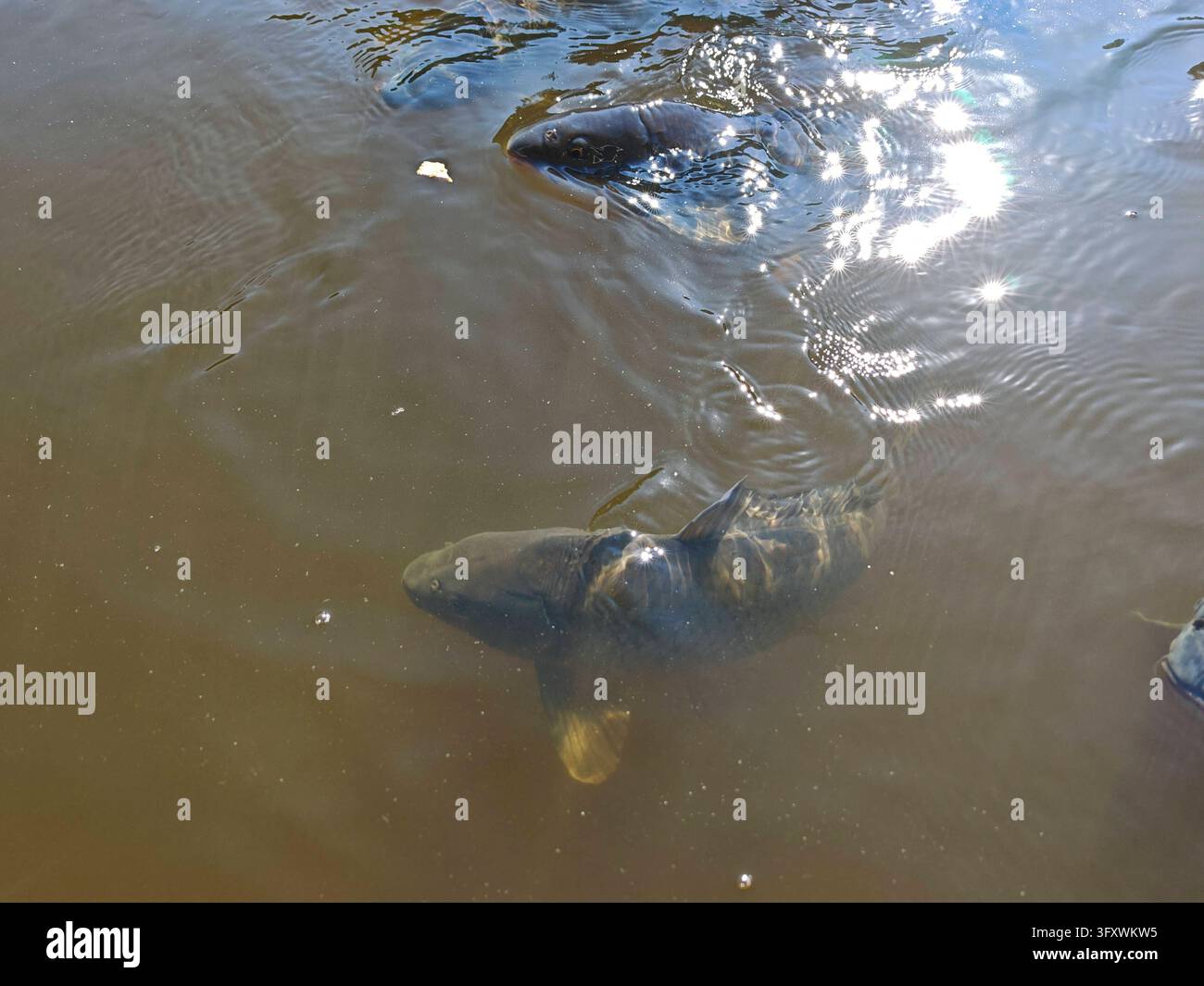 usefull Fish Farming in Pond Management Fish Farming in Pond Management ...