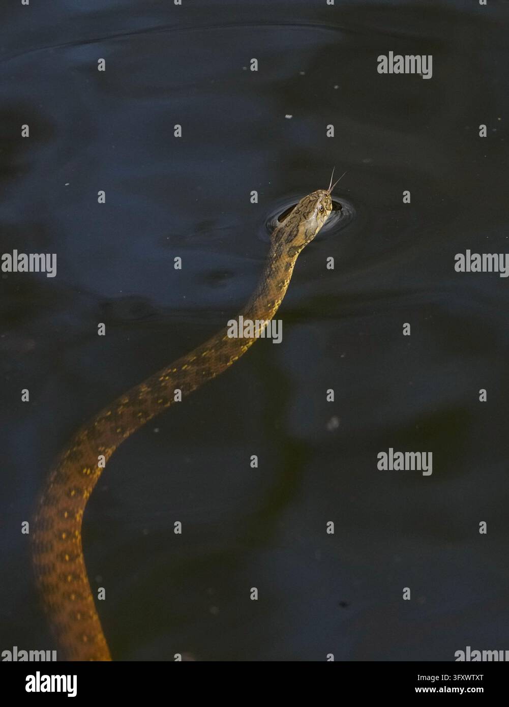 06 April 2026, Spain, Zafra: A viperine water snake (Natrix maura ...