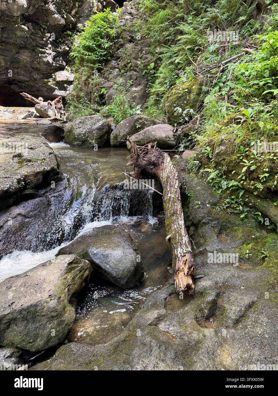 A fallen tree trunk lies across a shallow rocky stream surrounded by moss-covered volcanic rocks, ferns, and lush tropical vegetation along the 13 Cro - Smartphone Captured Stock Image