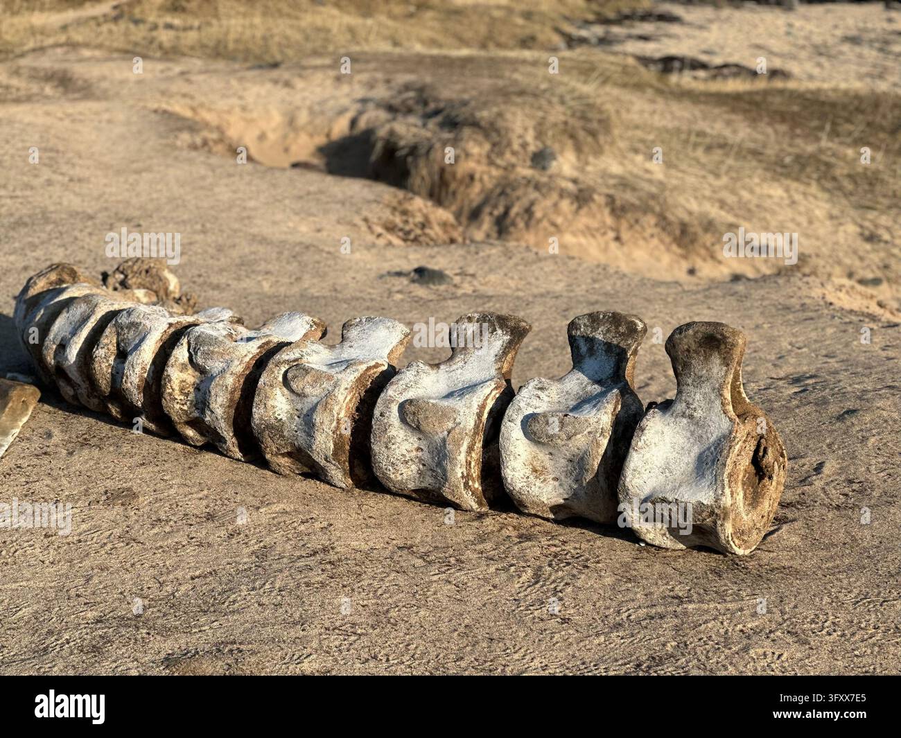 A line of large bleached and weathered vertebrae lies on compacted sand with eroded dunes and dry grass behind. Warm low light highlights the textured - Smartphone Captured Stock Image