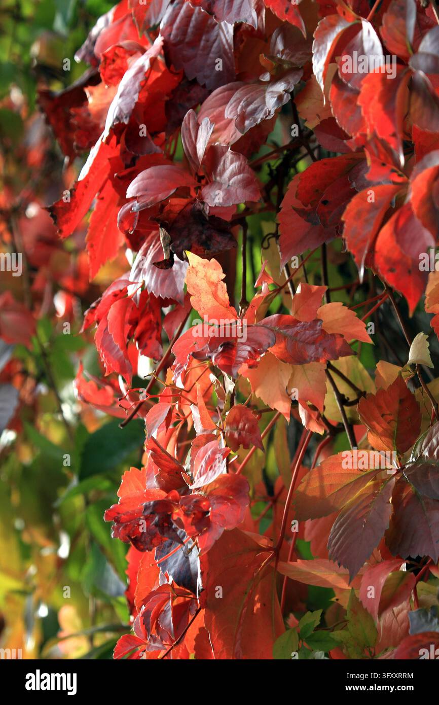 Vine Display Creeper vines covering Bochi Mountain display vibrant autumn colors ...