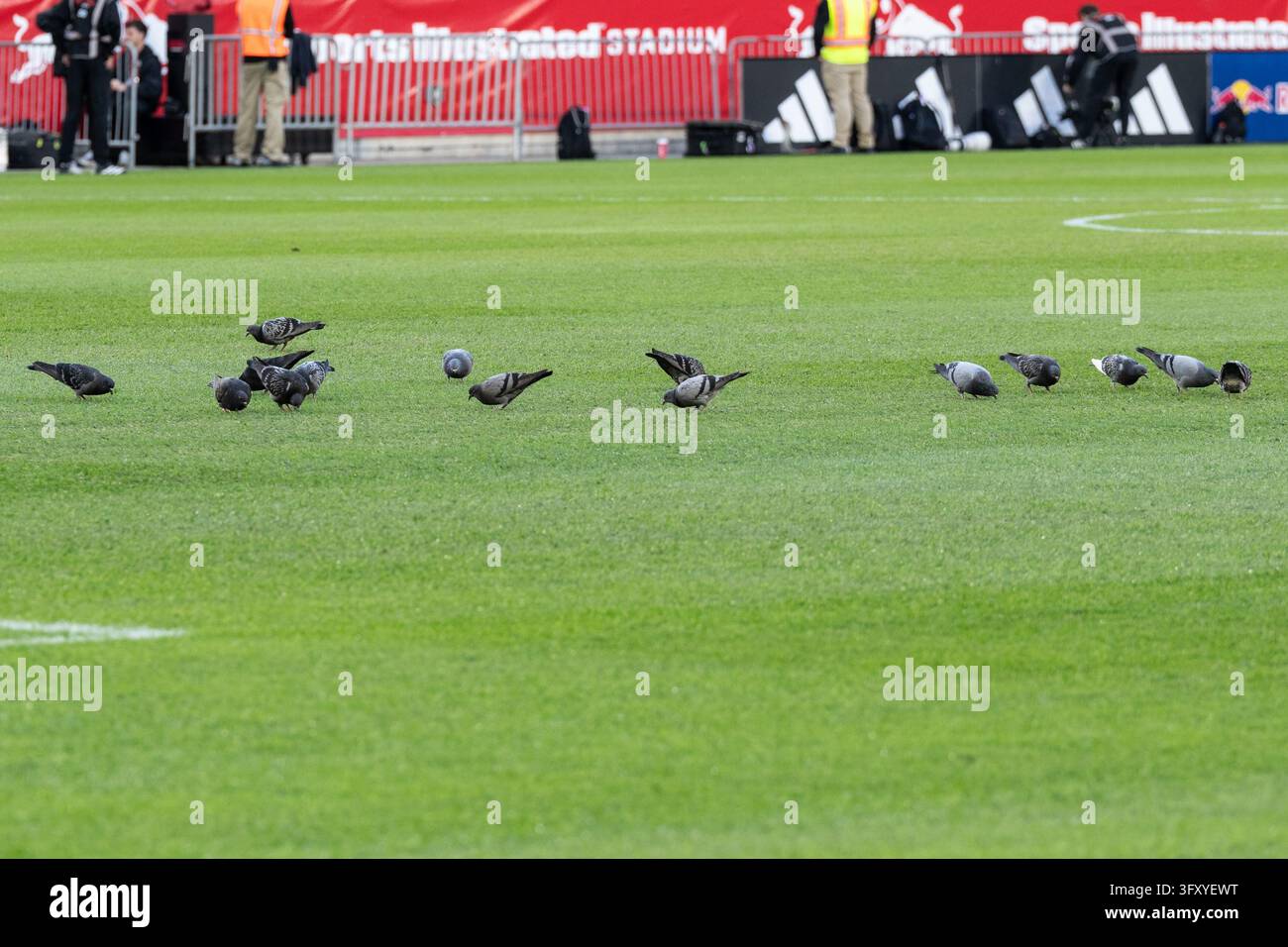 Red Before Vector Flock of pigeons on the pitch before MLS regular season game between ...