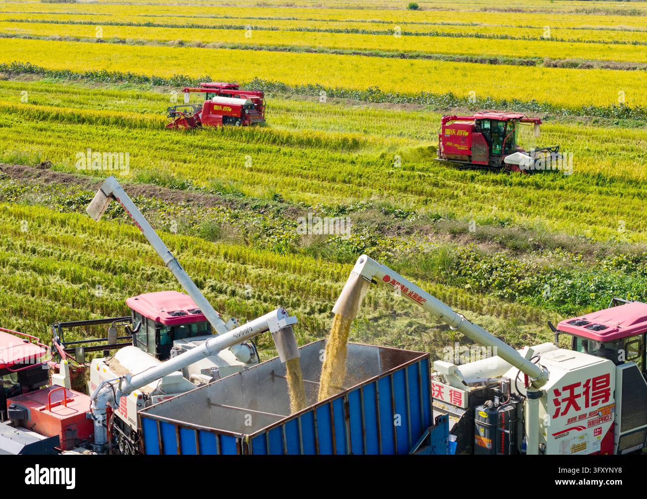 A combine harvester works in a rice field at Baimahu Farm under Jiangsu ...