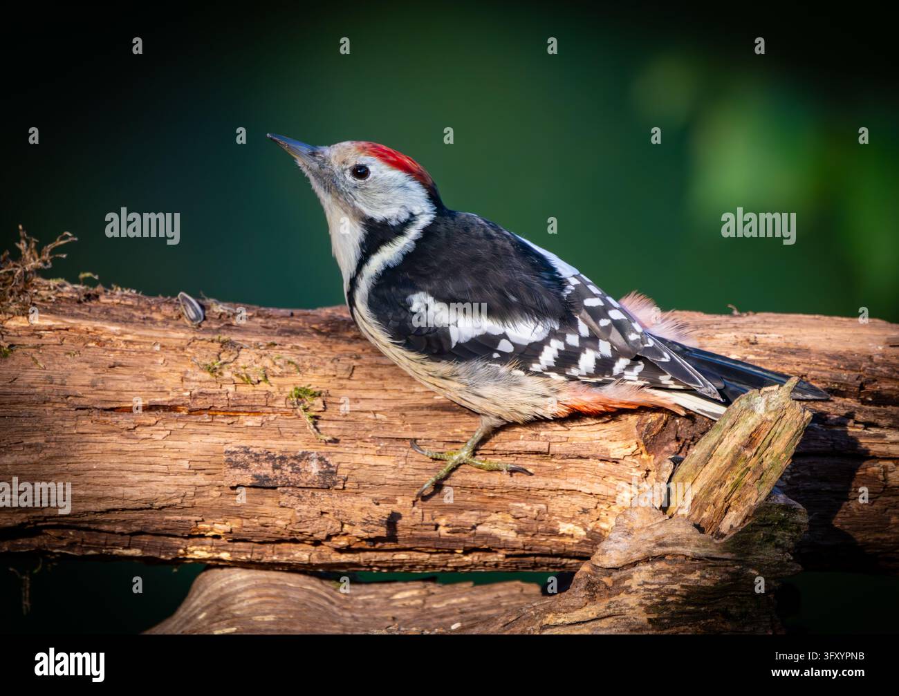 22 October 2026, Brandenburg, Sieversdorf: A middle spotted woodpecker ...