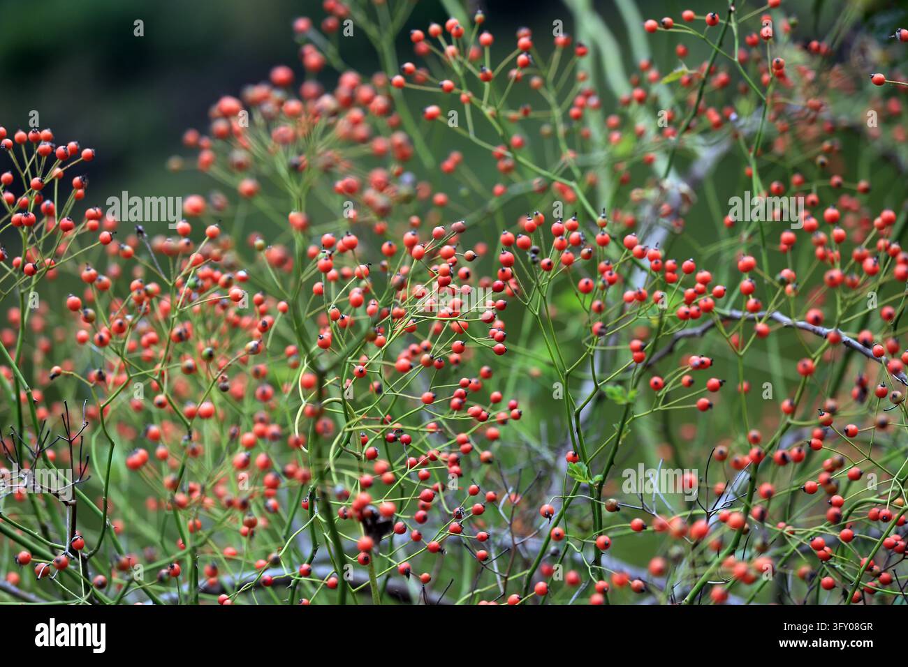 Rose hips hang crystal-clear and bright like strings of red lanterns ...