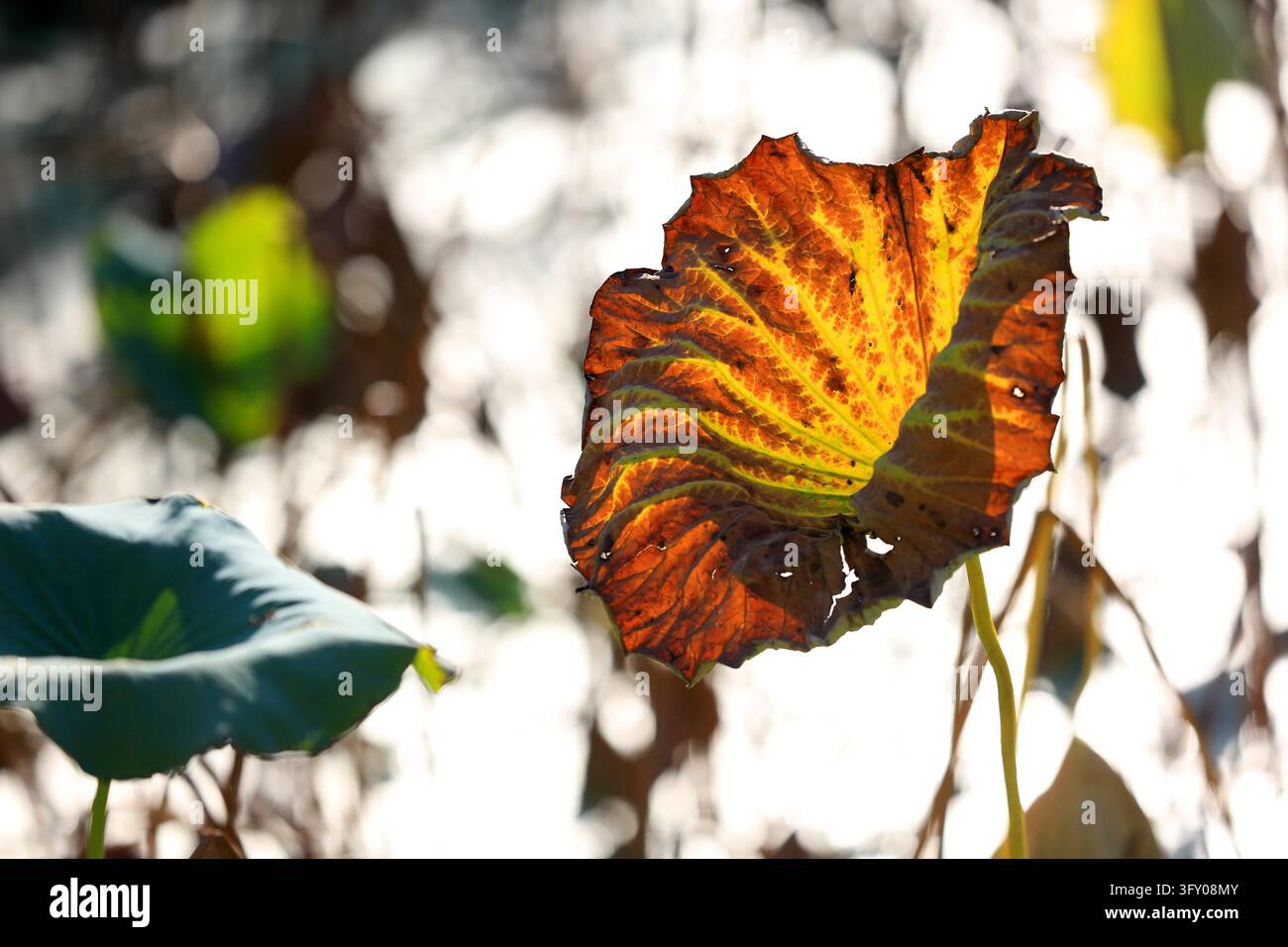 Lotus leaves in varied shapes and vibrant colors create a unique autumn ...