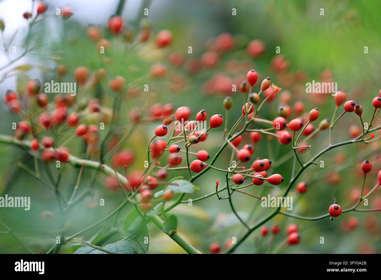 Crystal-clear rose hips hang like strings of red lanterns along the ...
