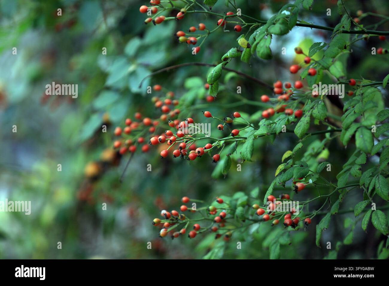 Rose hips hang crystal-clear and bright, resembling strings of red ...