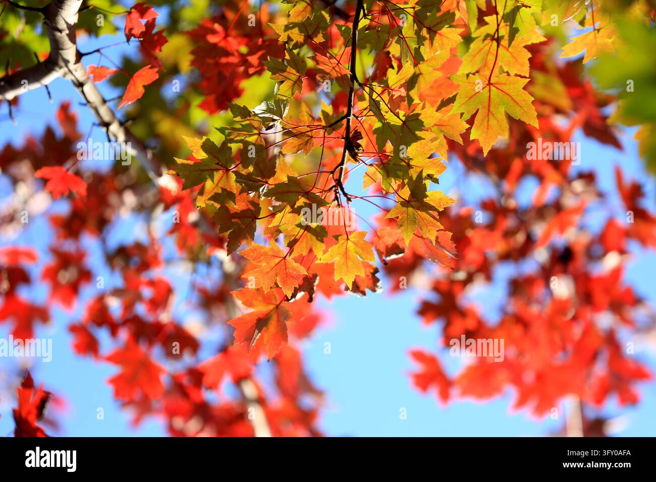 Maple leaves in orange, yellow and green create a vibrant autumn scene ...