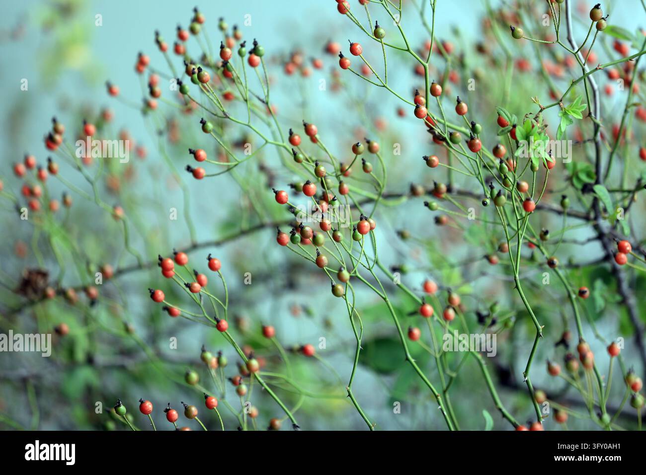 Pink Roses On Vine Rose hips hang like red lanterns on vines along the Grand Canal in Huai ...