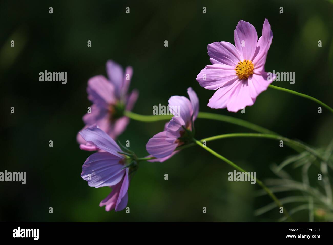 Cosmos flowers bloom in vibrant colors along the Grand Canal in Huai'an ...