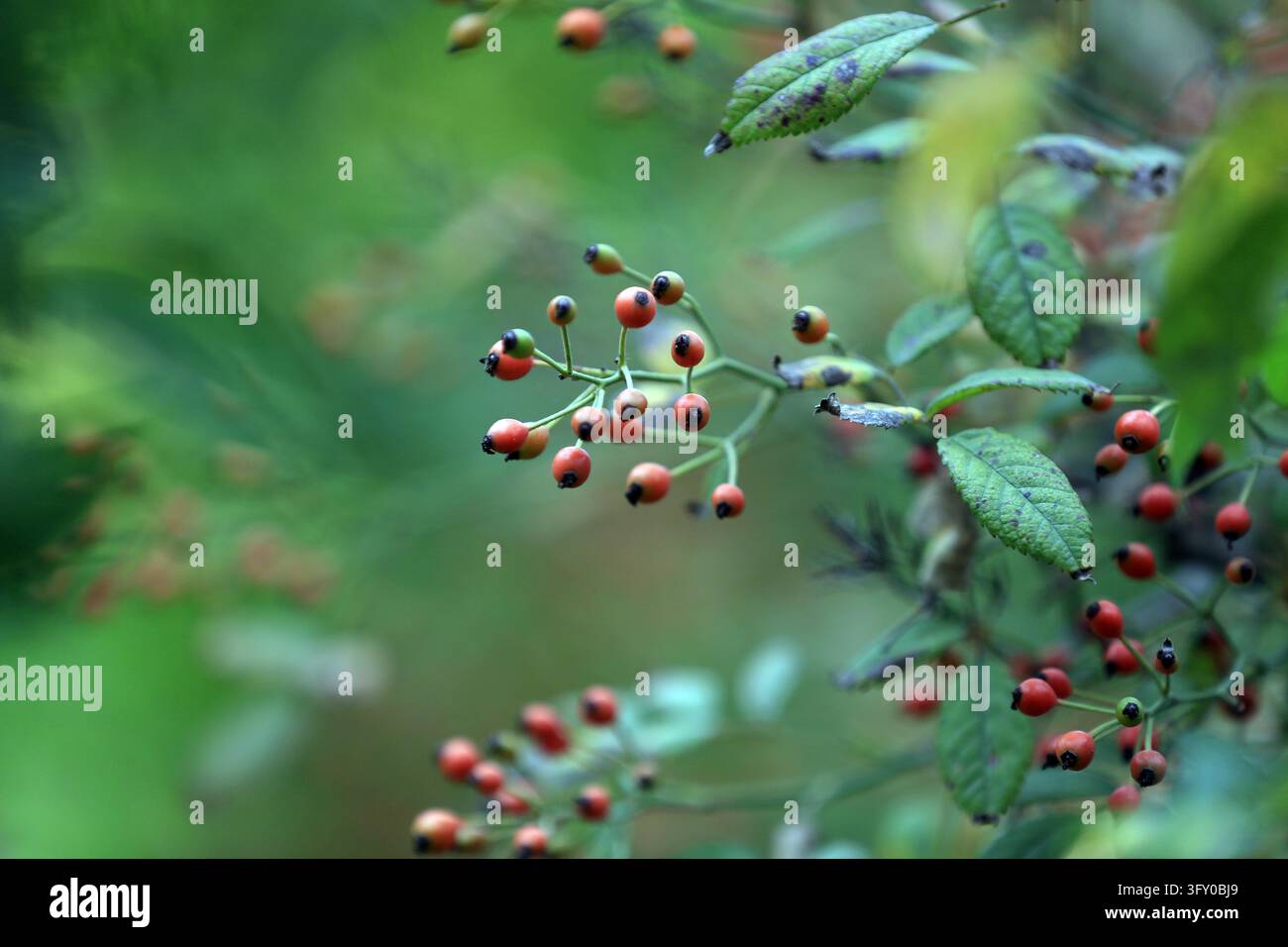Rose hips glisten like strings of red lanterns along the Grand Canal in ...