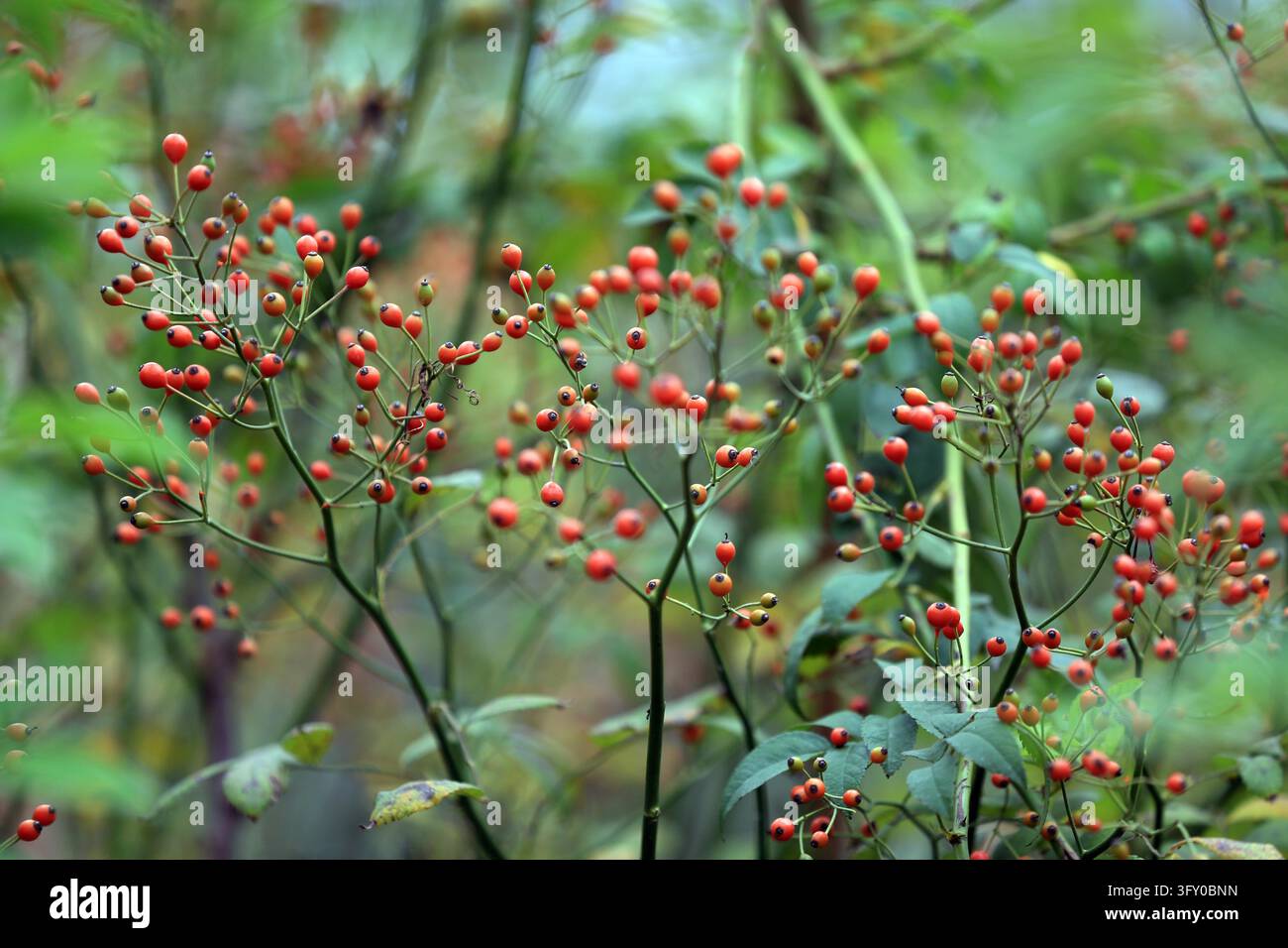 Crystal-clear rose hips glisten like strings of red lanterns along the ...