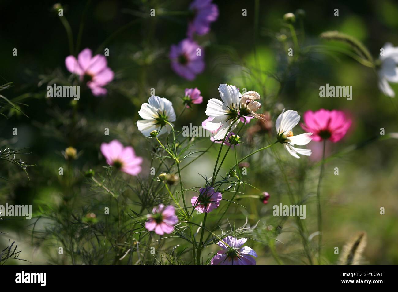 Cosmos flowers bloom in vibrant colors along the Grand Canal in Huai'an ...