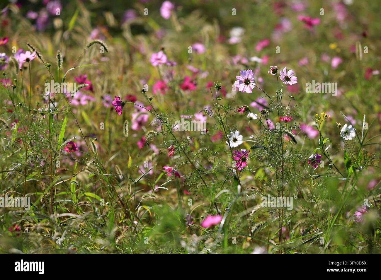 Cosmos flowers bloom in vibrant colors along the Grand Canal in Huai'an ...