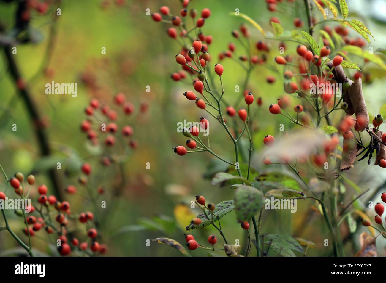 Rose hips hang crystal-clear and bright, resembling strings of red ...