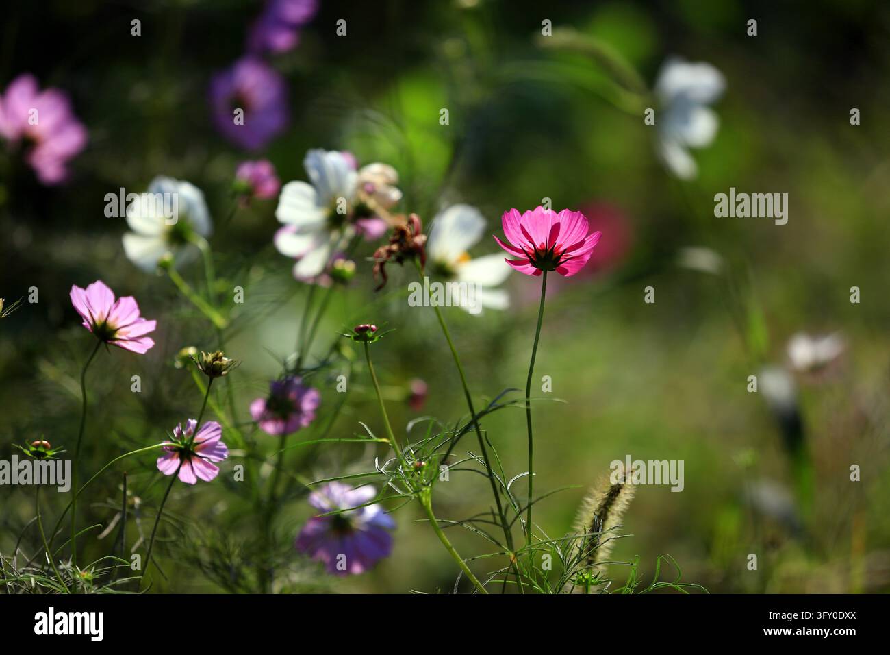 Cosmos flowers bloom in vibrant colors along the Grand Canal in Huai'an ...