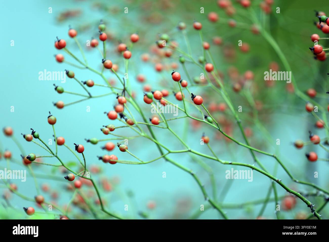 Crystal-clear rose hips hang like strings of red lanterns along the ...