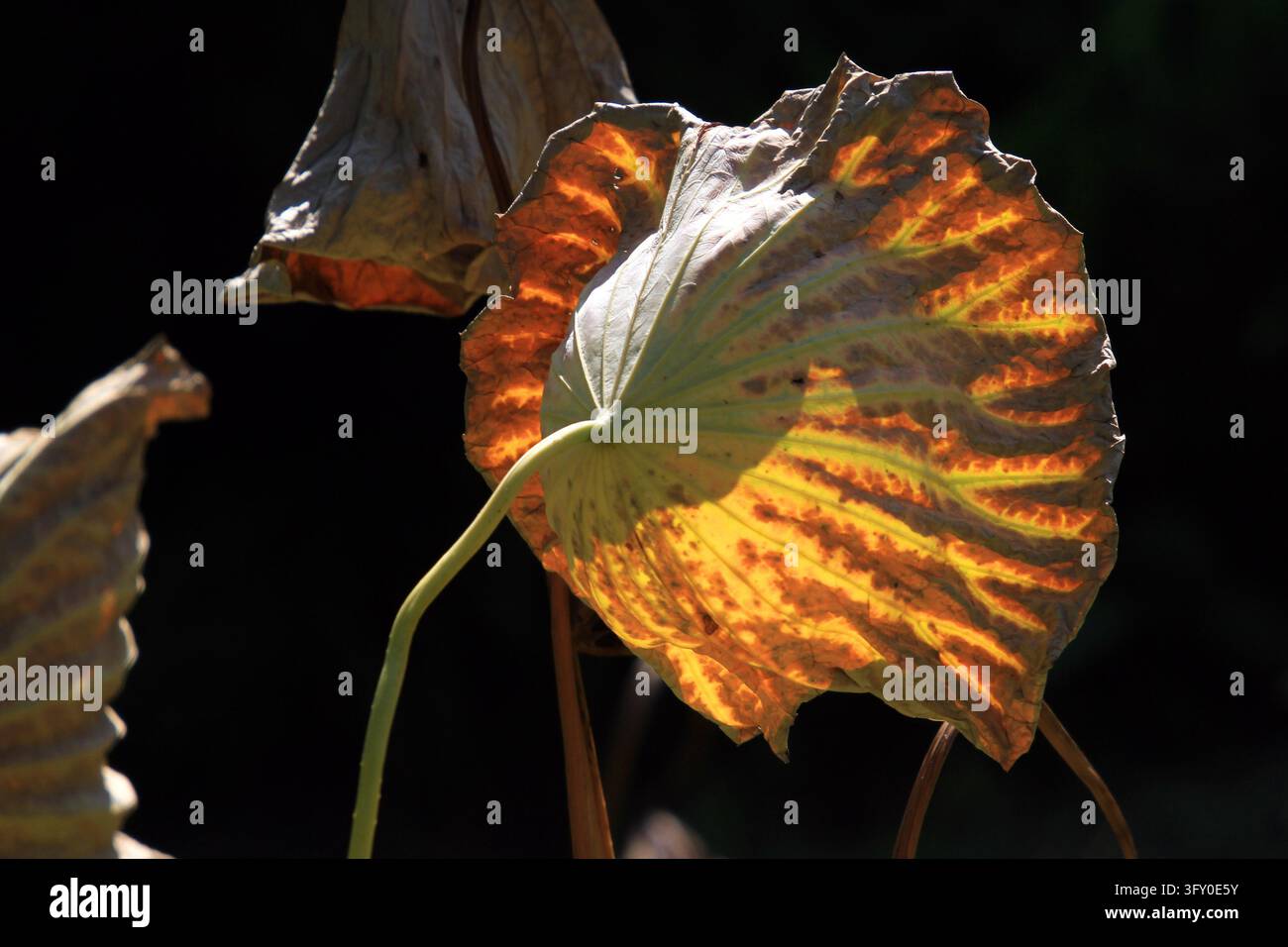 Lotus leaves in varied shapes and vibrant colors create a unique autumn ...