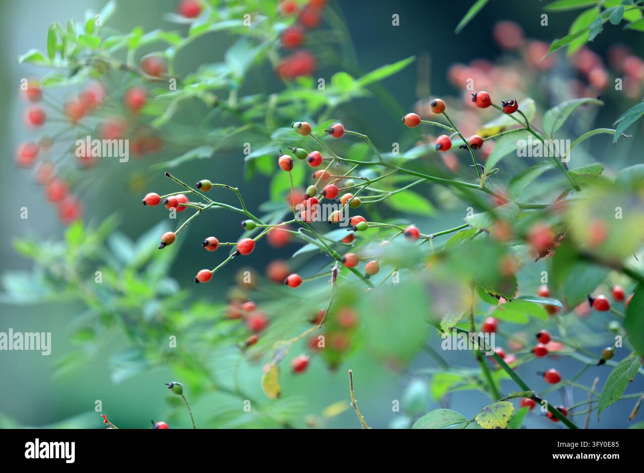 Rose hips hang crystal-clear and bright, resembling strings of red ...