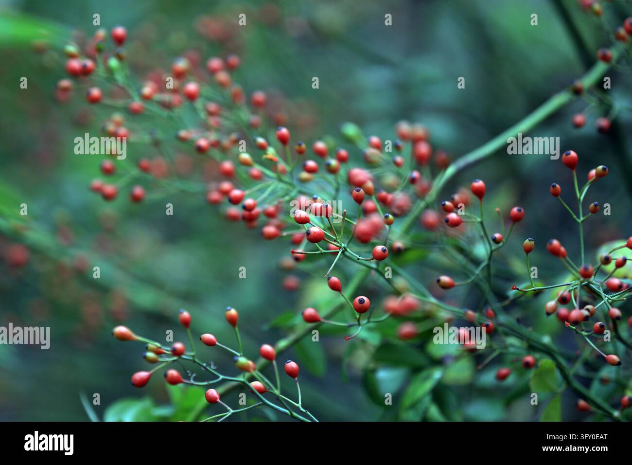 Rose hips glisten like strings of red lanterns along the Grand Canal in ...