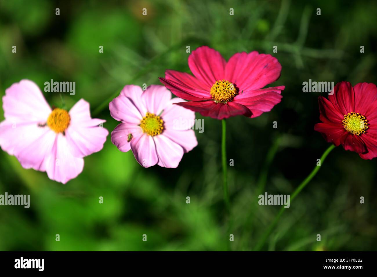 Cosmos flowers bloom in vibrant colors along the Grand Canal in Huai'an ...