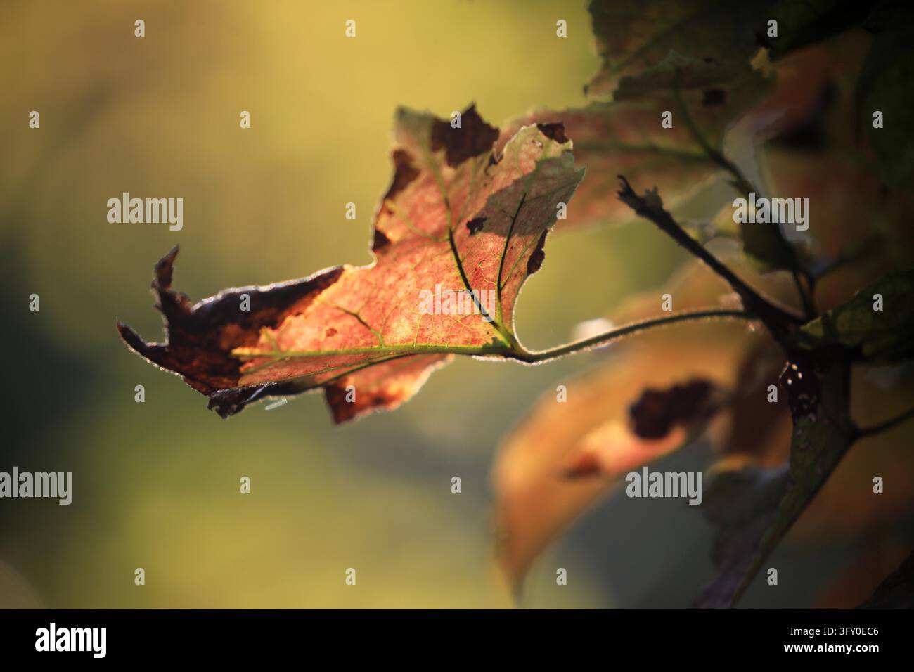 Maple leaves begin to turn red along the Grand Canal in Huai'an, east ...