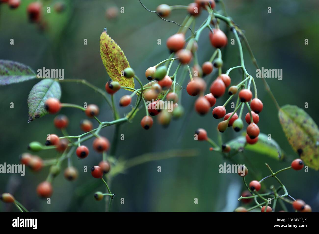 Crystal-clear rose hips hang like strings of red lanterns along the ...