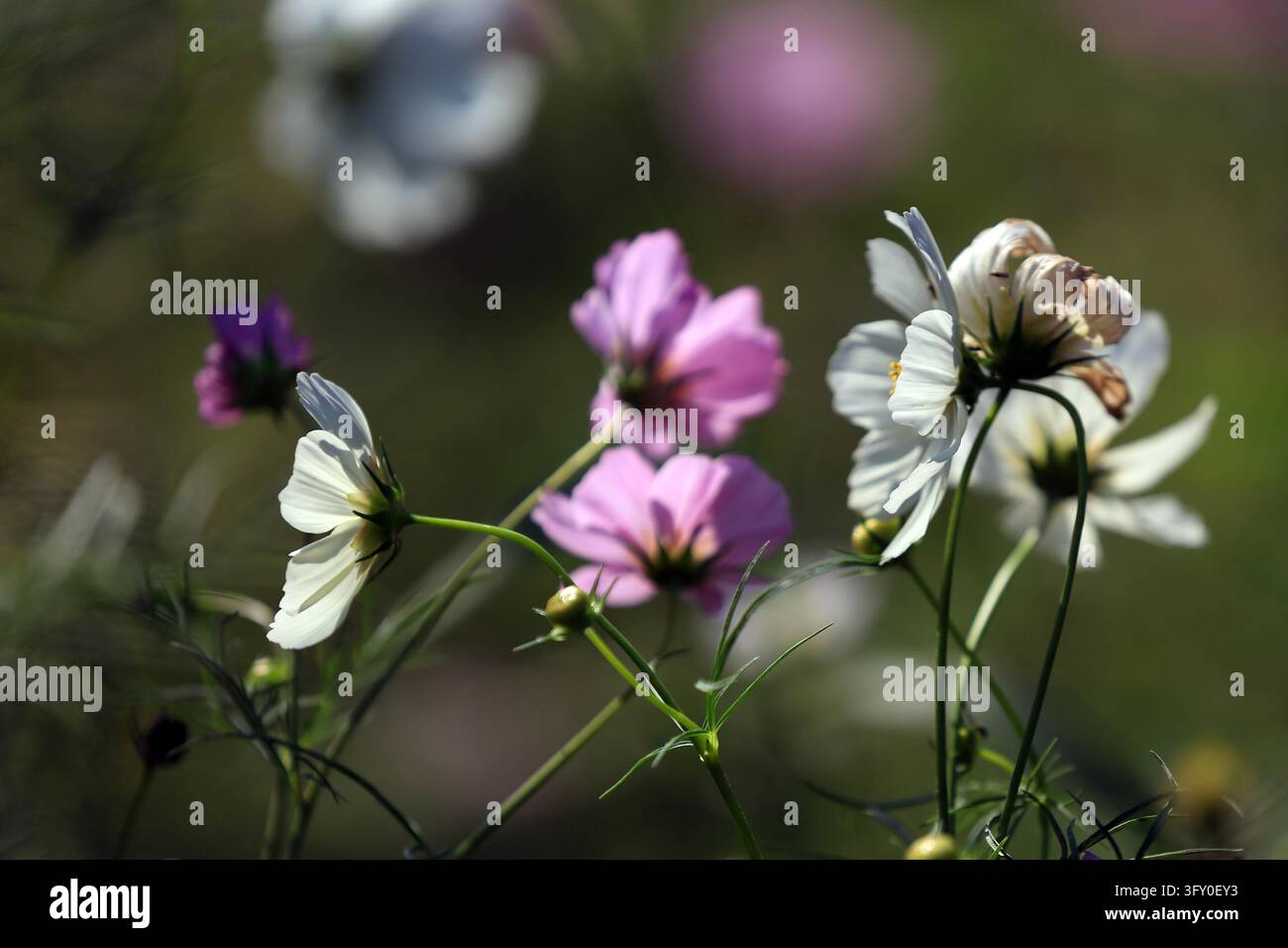 Cosmos flowers bloom in vibrant colors along the Grand Canal in Huai'an ...