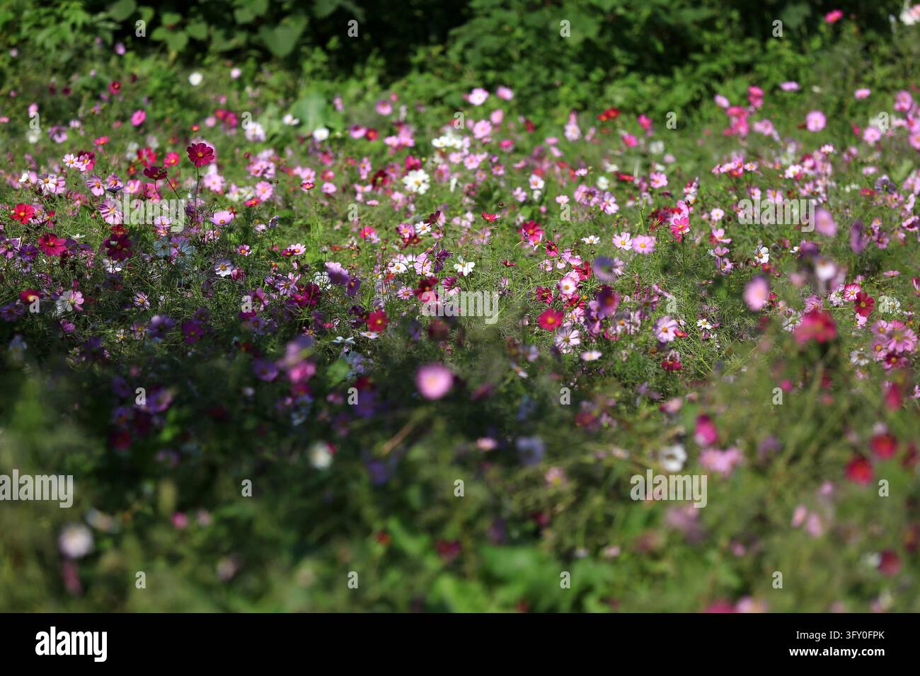 Cosmos flowers bloom in vibrant colors along the Grand Canal in Huai'an ...