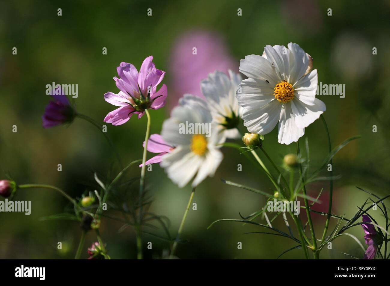Cosmos flowers bloom in vibrant colors along the Grand Canal in Huai'an ...