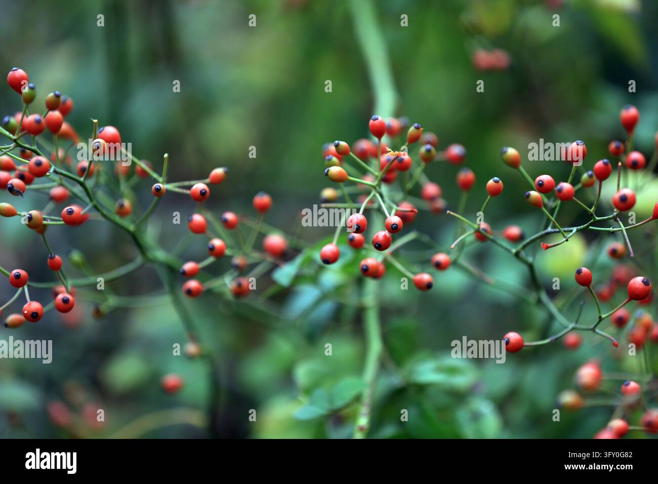Crystal-clear rose hips hang like strings of red lanterns along the ...