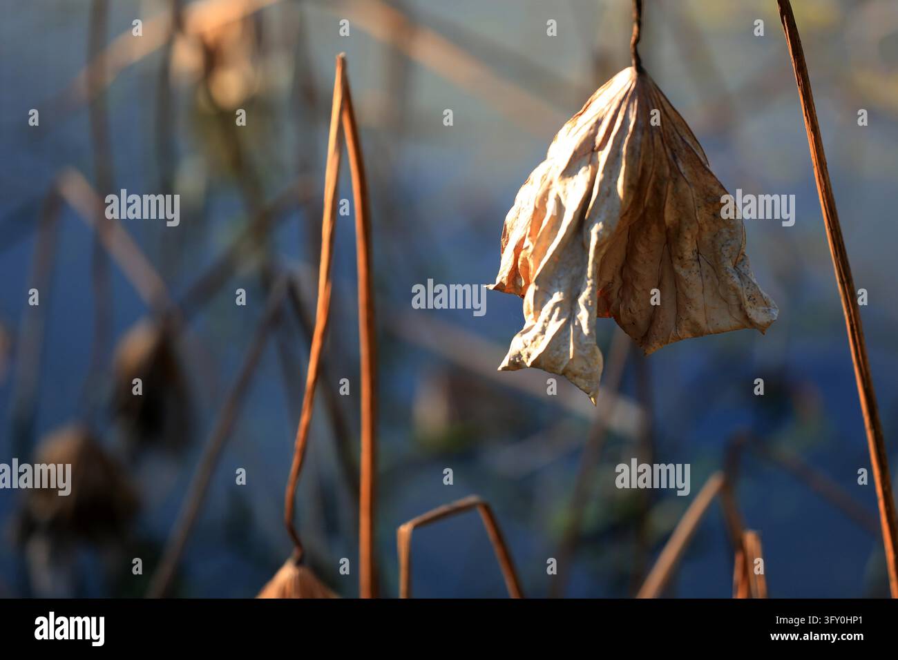 Lotus leaves in varied shapes and vibrant colors create a unique autumn ...