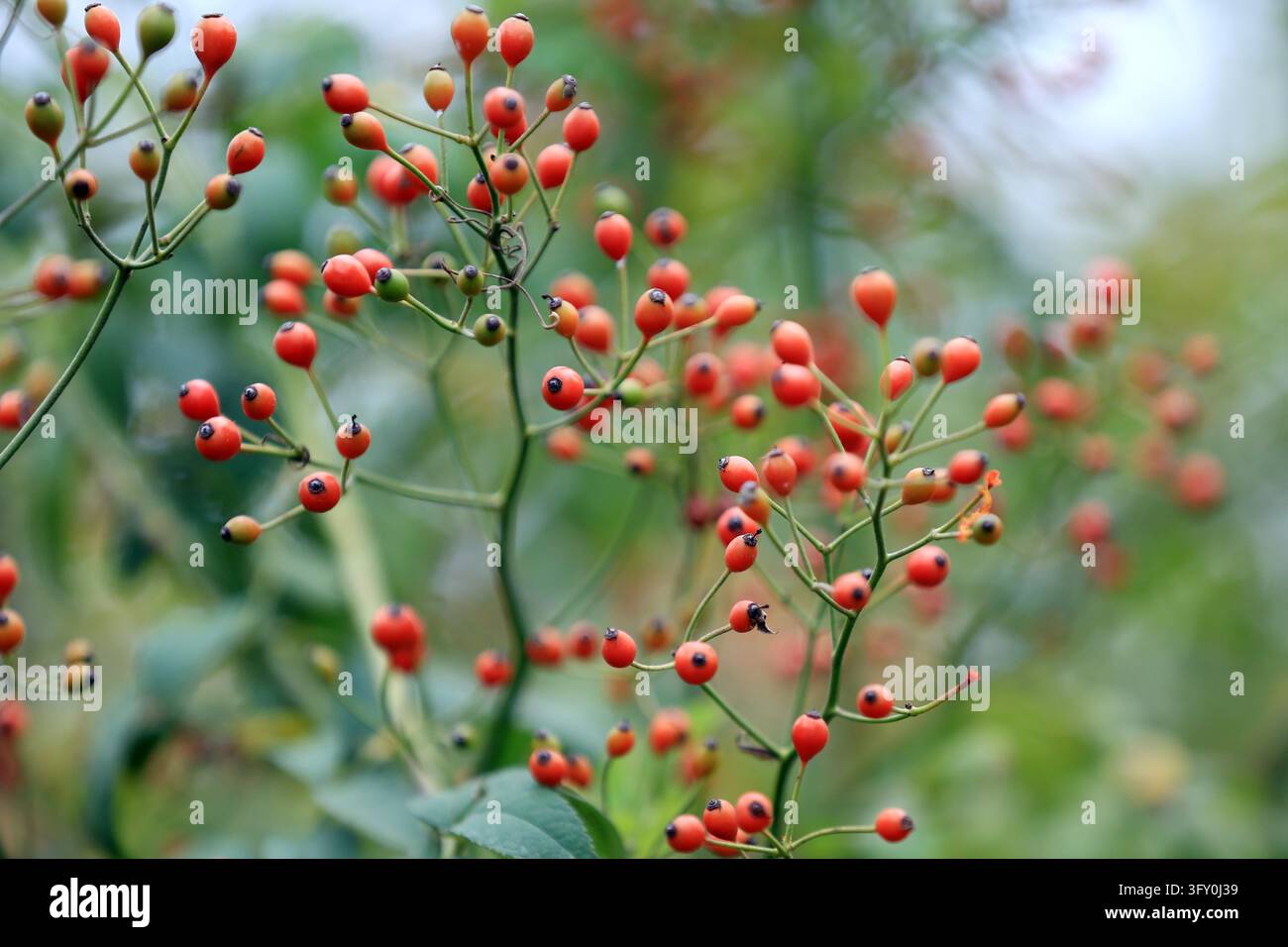 Crystal-clear rose hips, resembling strings of red lanterns, hang ...