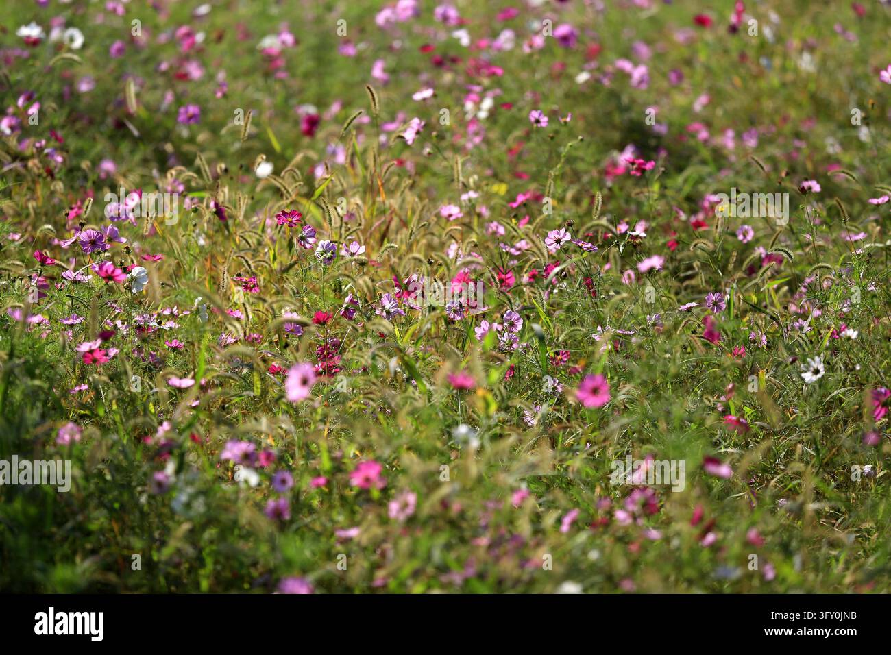 Cosmos flowers bloom in vibrant colors along the Grand Canal in Huai'an ...