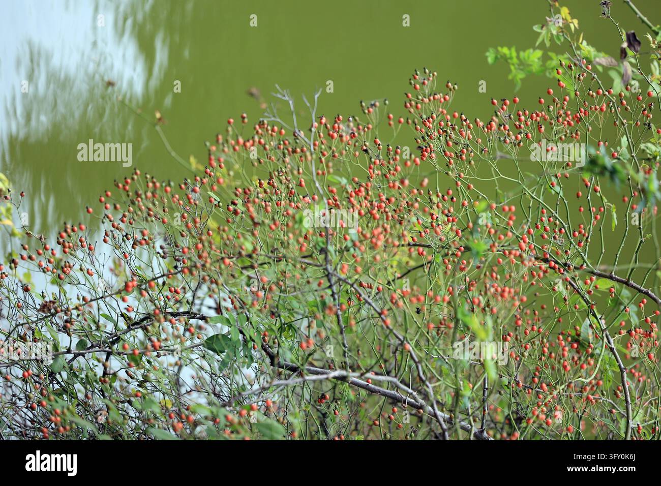 Crystal-clear rose hips hang like strings of red lanterns along the ...
