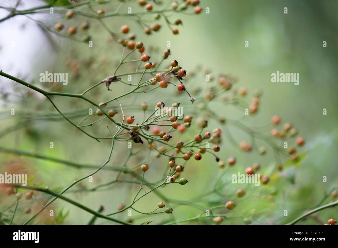Crystal-clear rose hips hang like strings of red lanterns along the ...