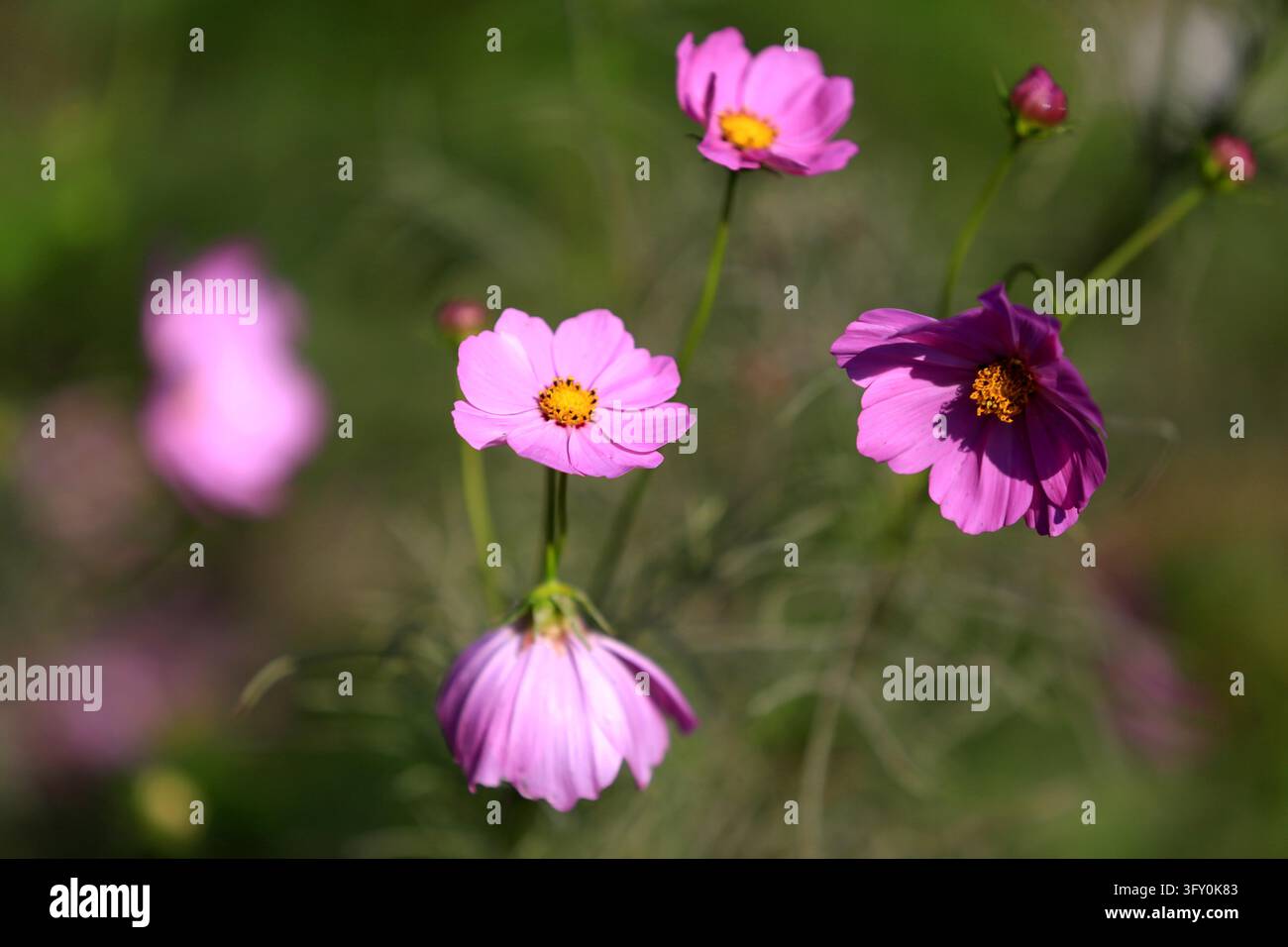 Cosmos flowers bloom in vibrant colors along the Grand Canal in Huai'an ...