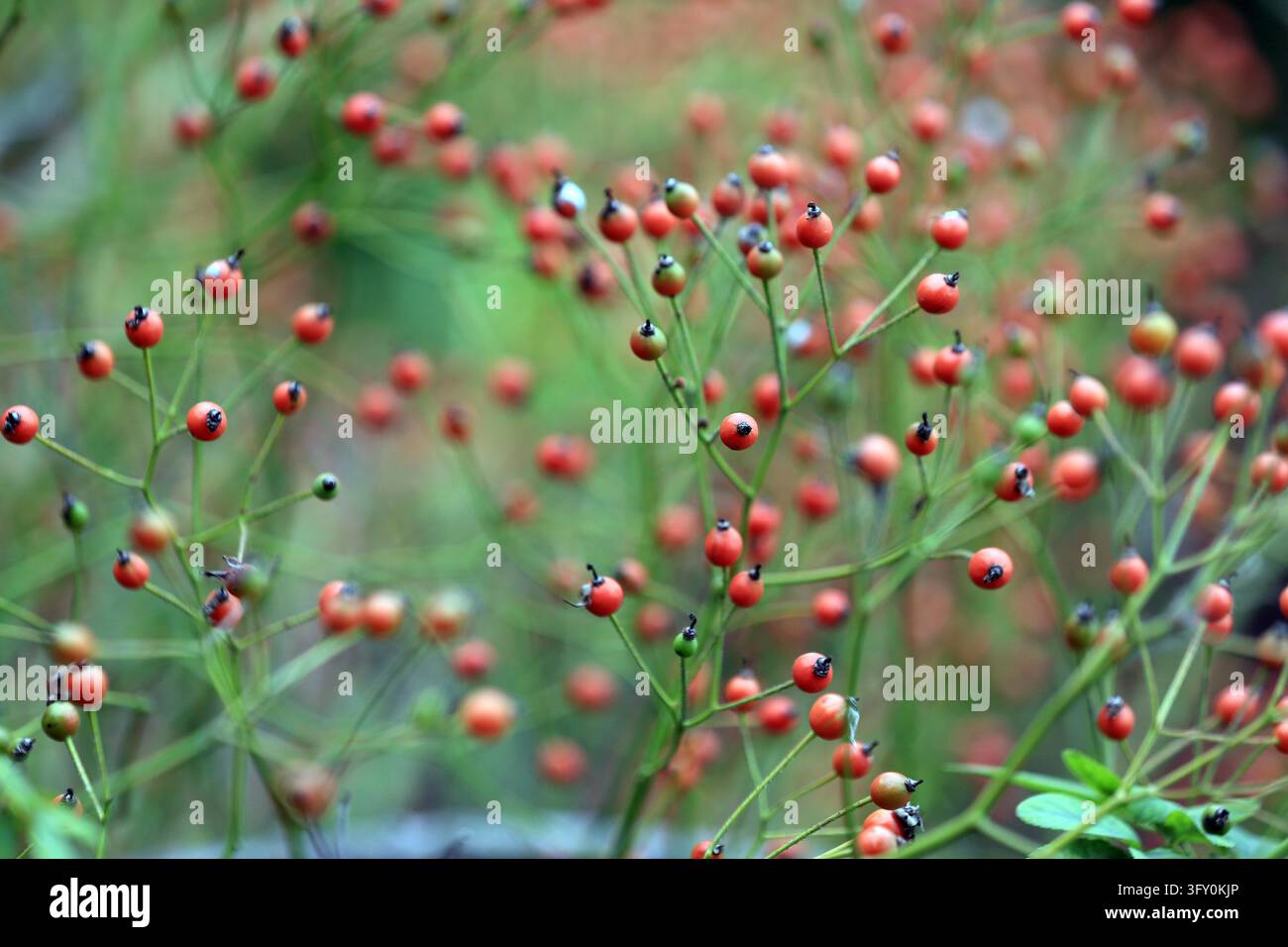 Rose hips hang crystal-clear and bright like strings of red lanterns ...