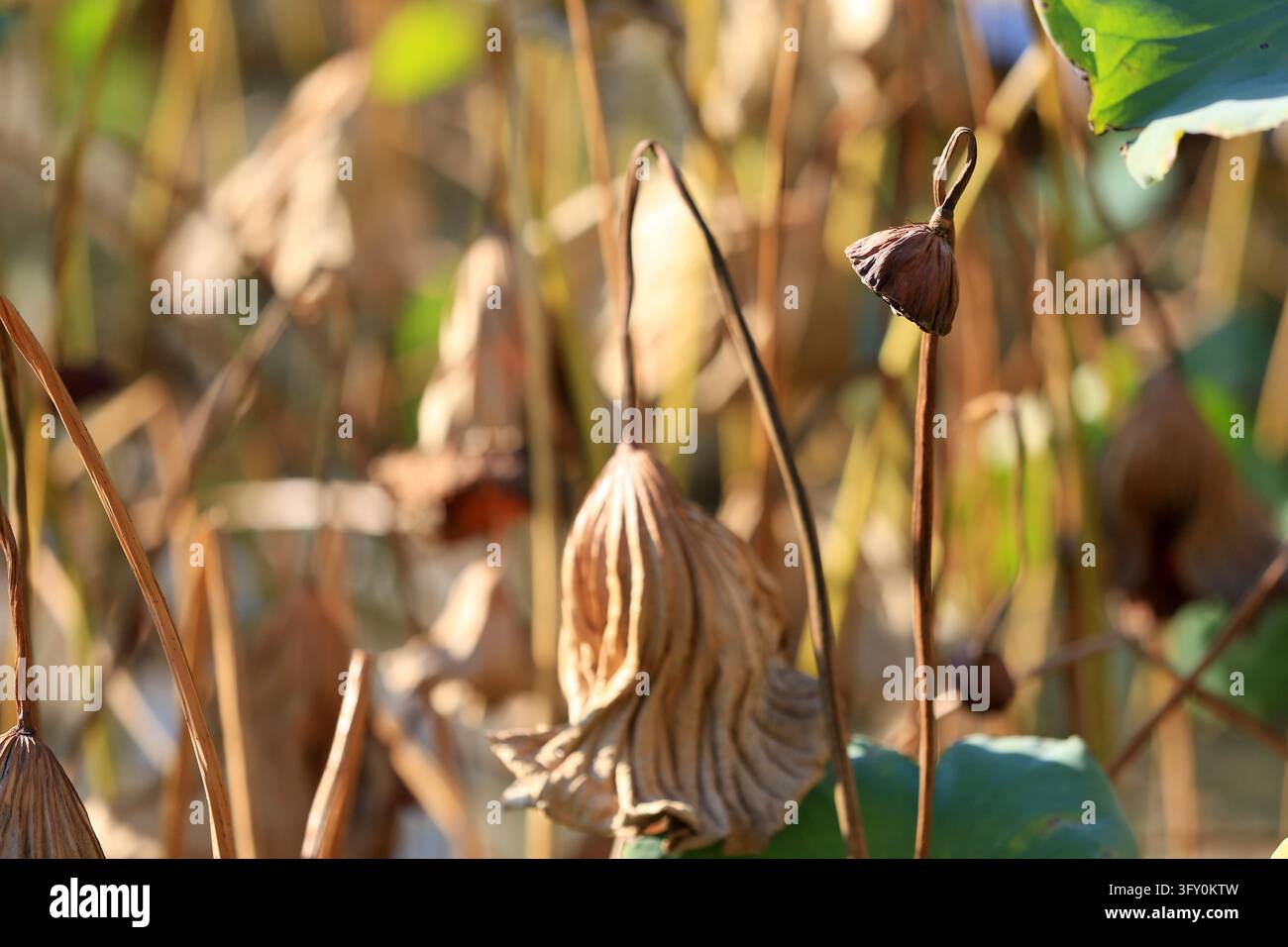 Lotus leaves in varied shapes and vibrant colors create a unique autumn ...