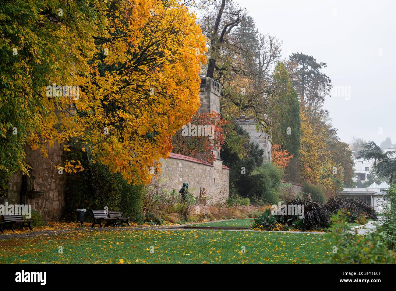 Orange Yellow Roses Graphics 25 October 2026, Bavaria, Coburg: The leaves on the trees in the rose ...