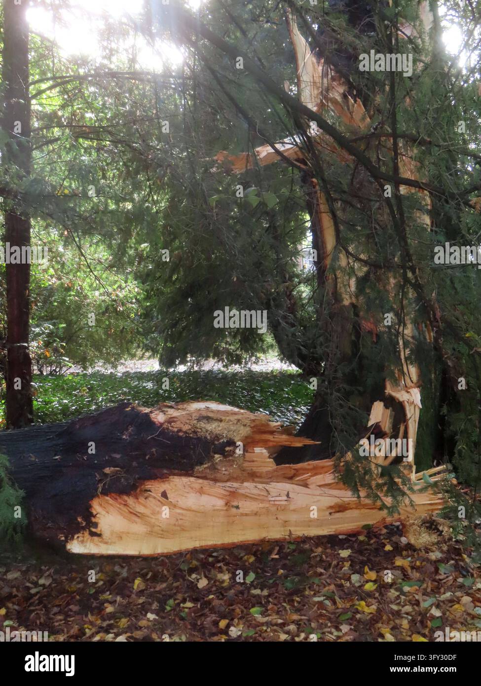 Storm Graphics traurig - was der Sturm von dieser stattlichen Silberlinde uebrig ließ ...