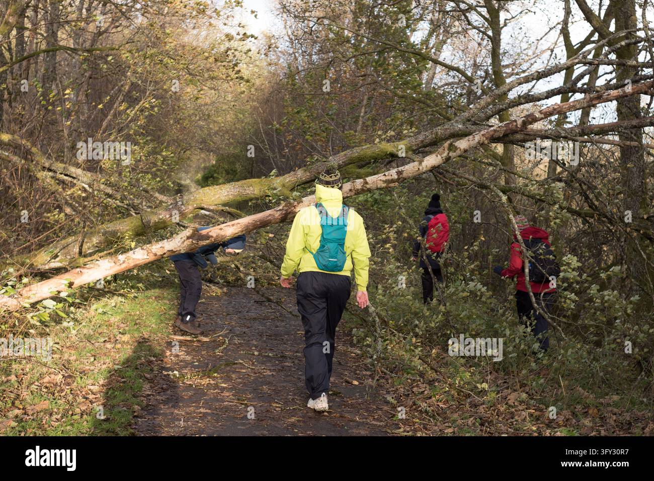 Storm Graphics Storm Boelo - Walkers negotiate Fallen trees blocking a footpath in ...