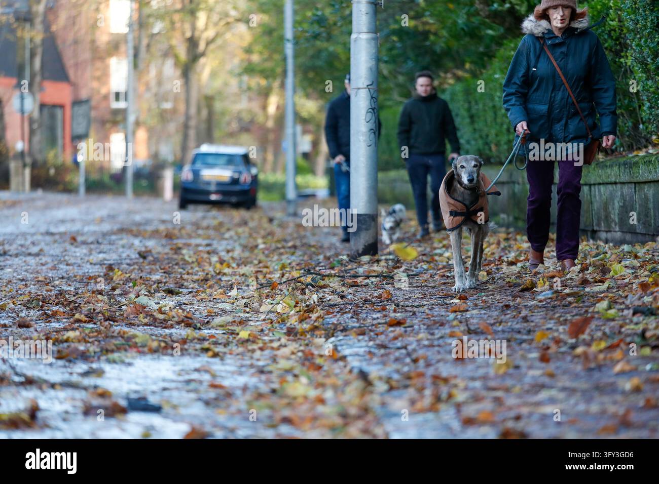 Jacobs Vector Aftermath of Storm Boelo after it hit Glasgow with reported over 80 mph ...