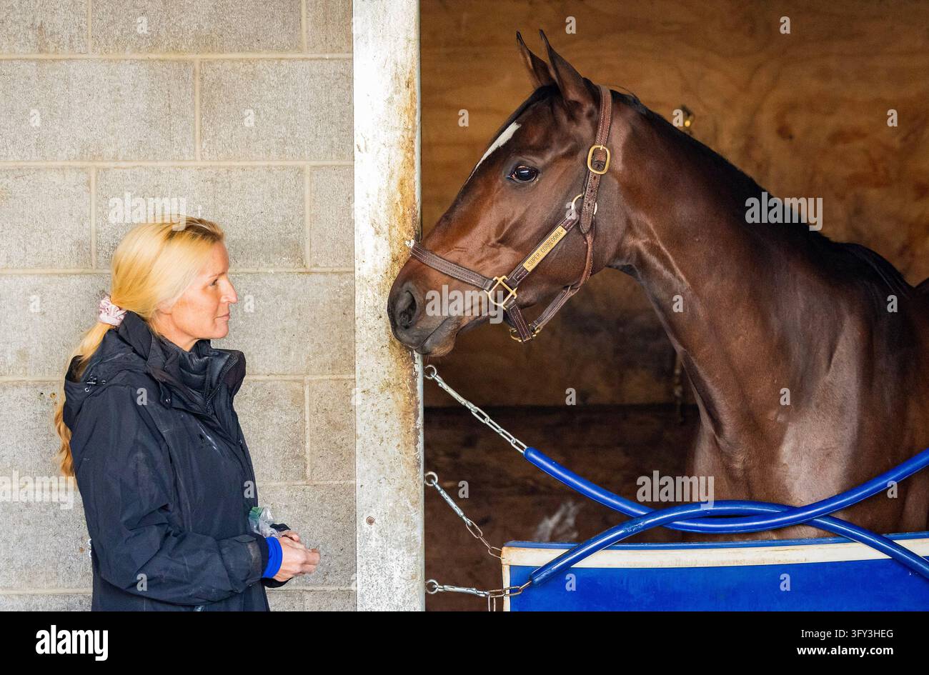 October 11, 2026, Lexington, Ky, USA: Super Corredora in the barn ...
