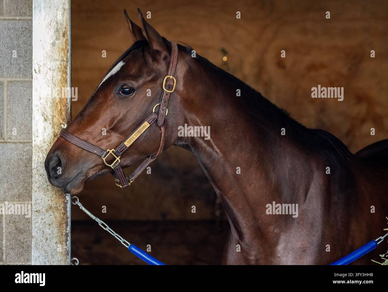 October 11, 2026, Lexington, Ky, USA: Super Corredora in the barn ...