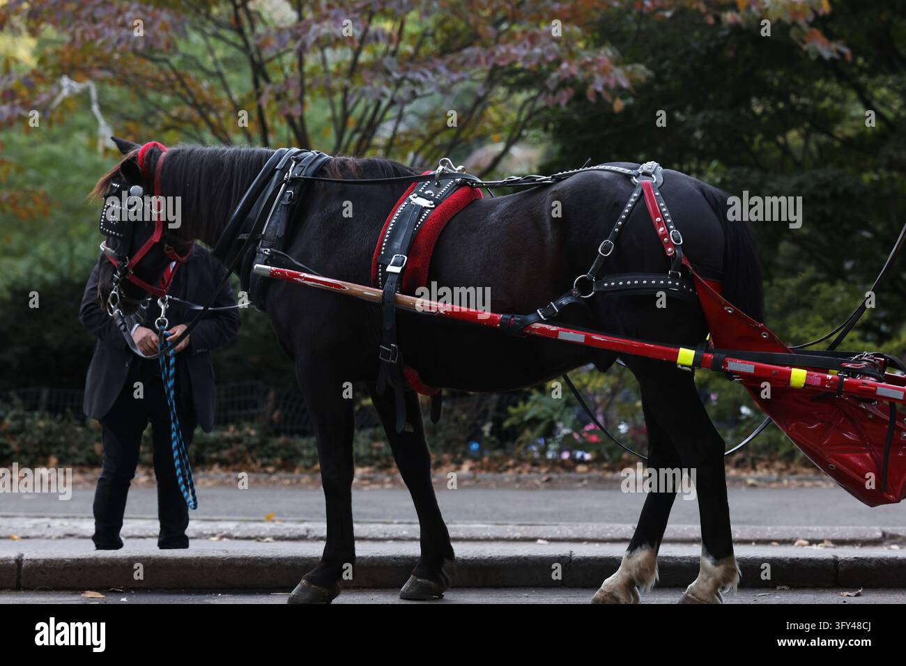 Horse Carriage in Central Park New York, NY on October 24, 2026. New ...
