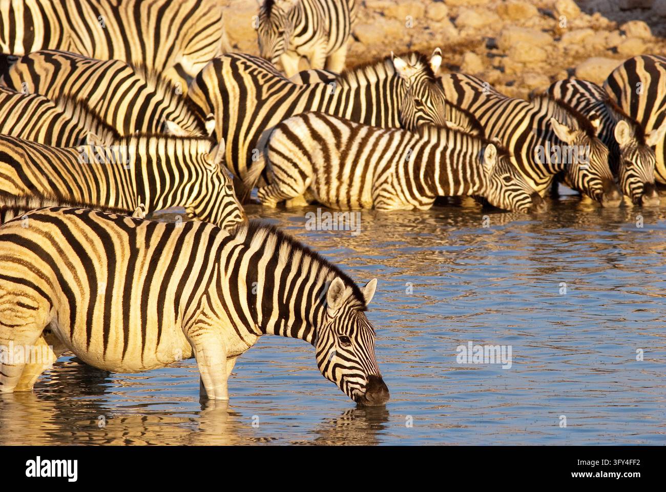 Eququs Zebra (Equus quagga) herd at Okaukuejo waterhole, Etosha National Park ...